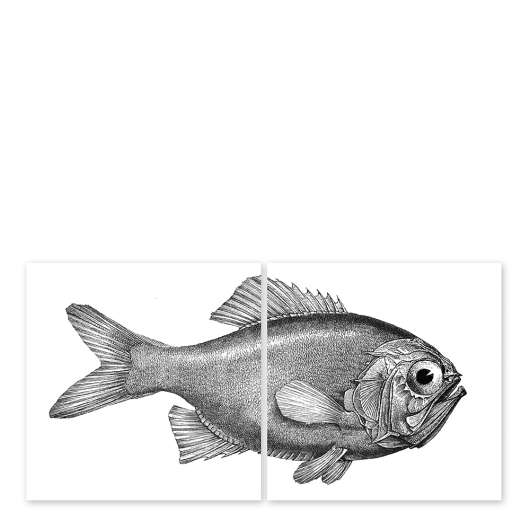 Kakeldekor Fisk 15x15 cm 2-pack Transparent